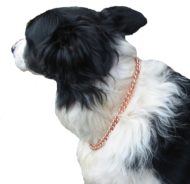 Chaîne Pour Chiens et Chats