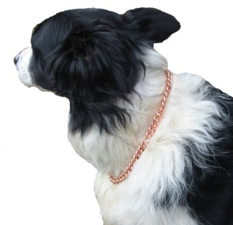 Chaîne Pour Chiens et Chats