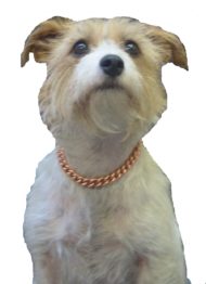 Chaîne pour Chien